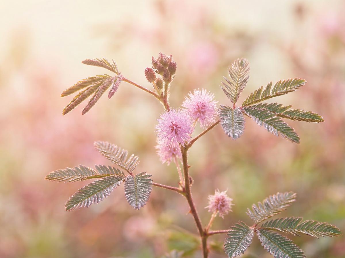 少女萝莉精选含羞草视频
